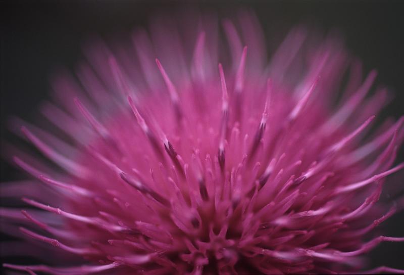 Free Stock Photo: Close up detail with shallow DOF of a purple thistle flower over a dark background