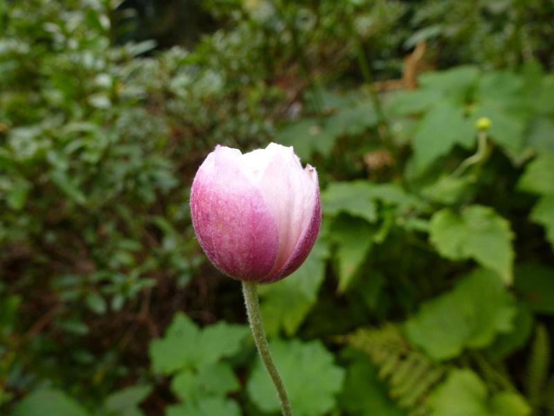 Free Stock Photo: Single delicate pretty pink tulip blooming amongst lush greenery in a garden