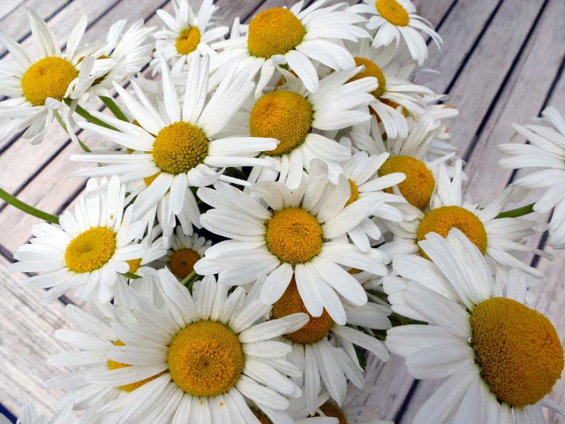 Free Stock Photo: Bunch of fresh white summer daisies in a close up overhead view on a wooden deck or picnic table