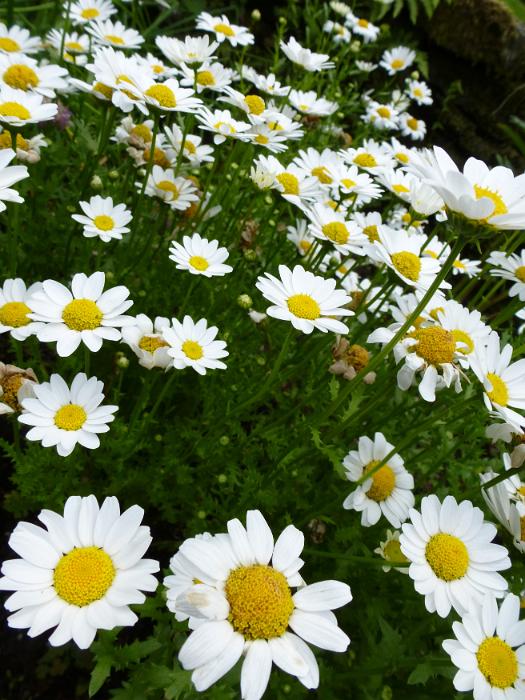 Free Stock Photo: Bush of cultivated ornamental white daisies growing in a garden in summer in a close up view