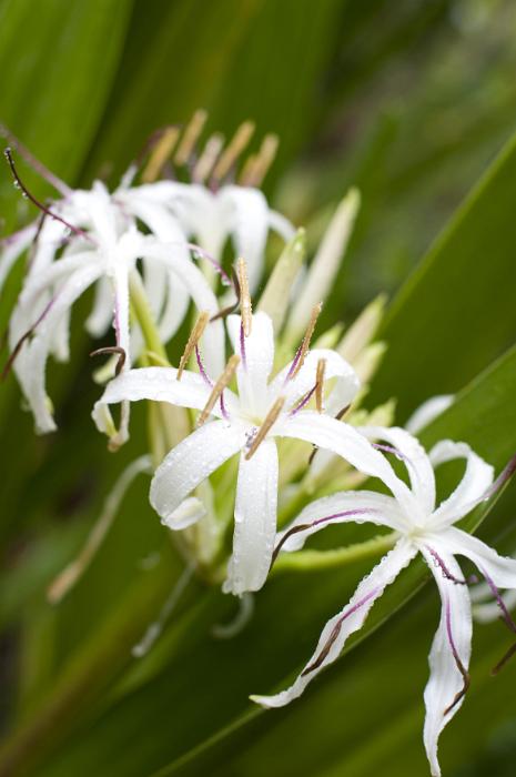 Free Stock Photo: a tropical white lily with rain drops on the peatals