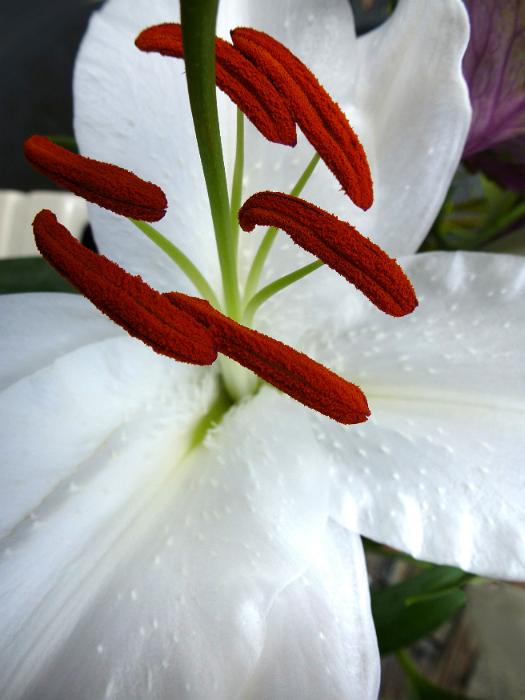 Free Stock Photo: High angle view on white lilly flower and red stamen as extreme close up for nature theme