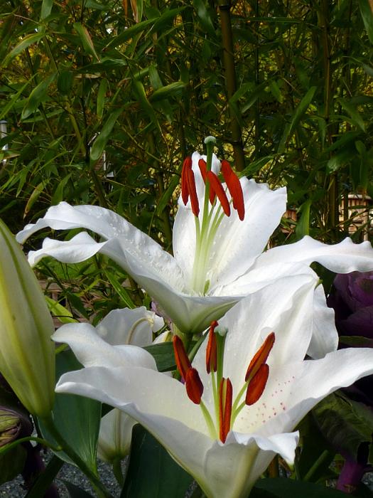 Free Stock Photo: Two pure white Easter lilies with their distinctive vivid red stamens and anthers together with an unopened bud growing outdoors in a garden with copy space on greenery