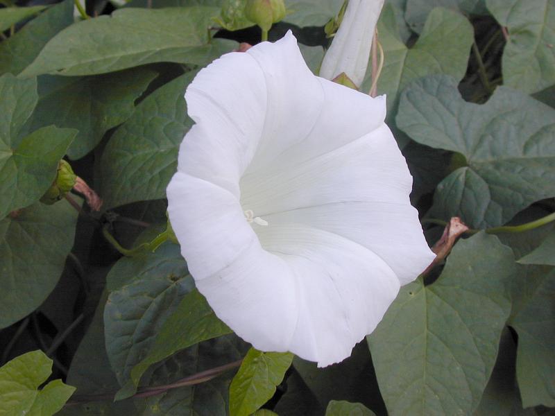 Free Stock Photo: Pure white morning glory flower growing on a twining vine which usually only opens for a single day before closing in the evening