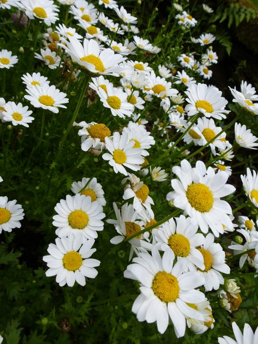 Free Stock Photo: Pretty fresh white summer daisies with yellow centers blooming in a flower bed in a garden in a close up view