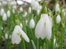 snowdrop00377.jpg (279741 bytes)