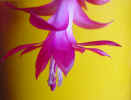 flower00040.jpg (336132 bytes)