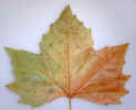 leaf3143.jpg (476109 bytes)