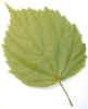 natureleaf0767.jpg (317123 bytes)