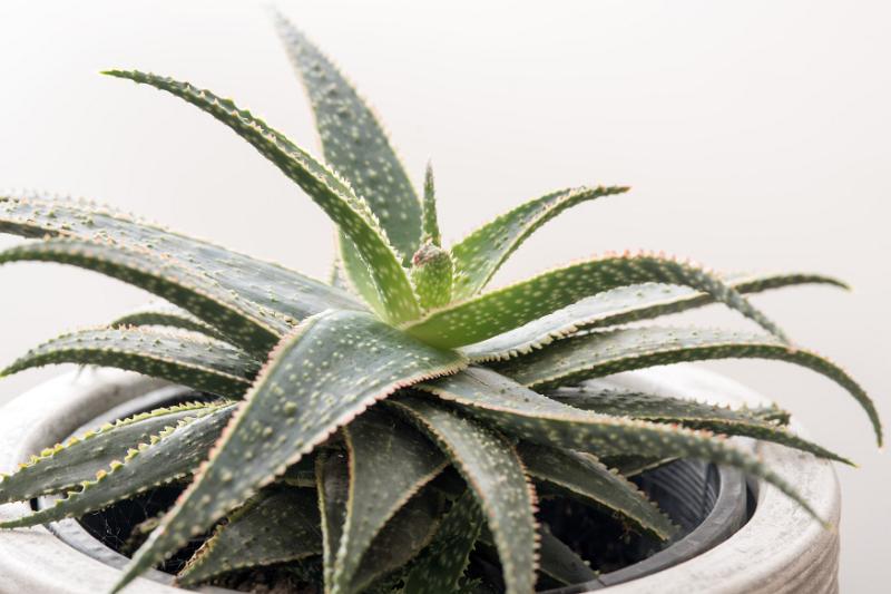 Free Stock Photo: Variegated aloe growing in a flowerpot with patterned toothed leaves in close up over white