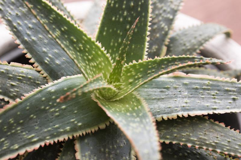 Free Stock Photo: Close up on the variegated leaves of an aloe plant viewed from the top down in full frame