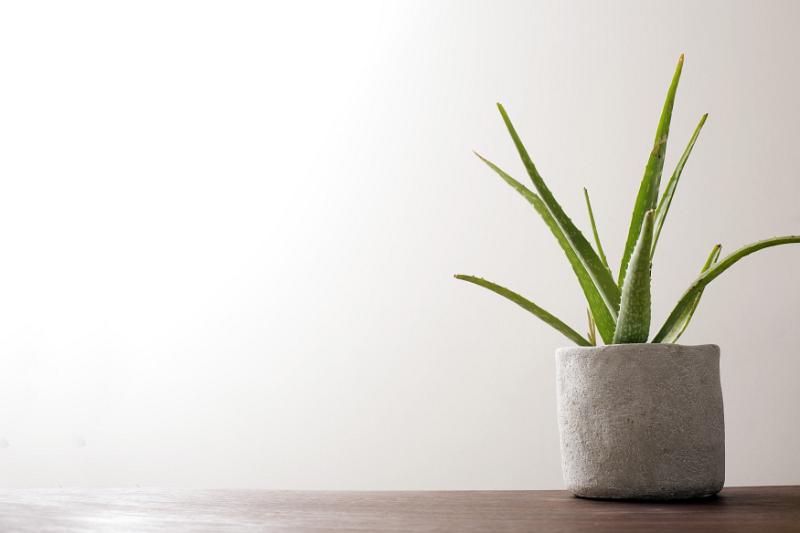 Free Stock Photo: Potted aloe vera plant on a wooden table against a high key white wall with copy space