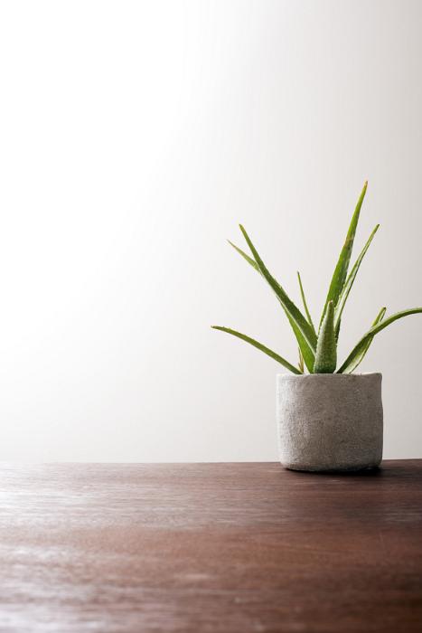 Free Stock Photo: Potted aloe vera plant indoors on a wooden table with copy space viewed low angle against a white wall