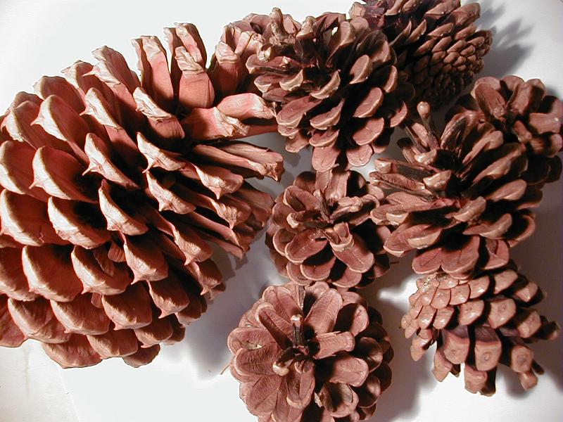 Free Stock Photo: Assorted pine cones in different sizes heaped in a pile on white, close up view from above