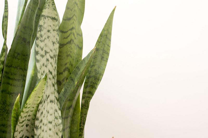 Free Stock Photo: Ornamental variegated leaves of a Snake Plant or Sansevieria in close up isolated over white as a side border with copy space