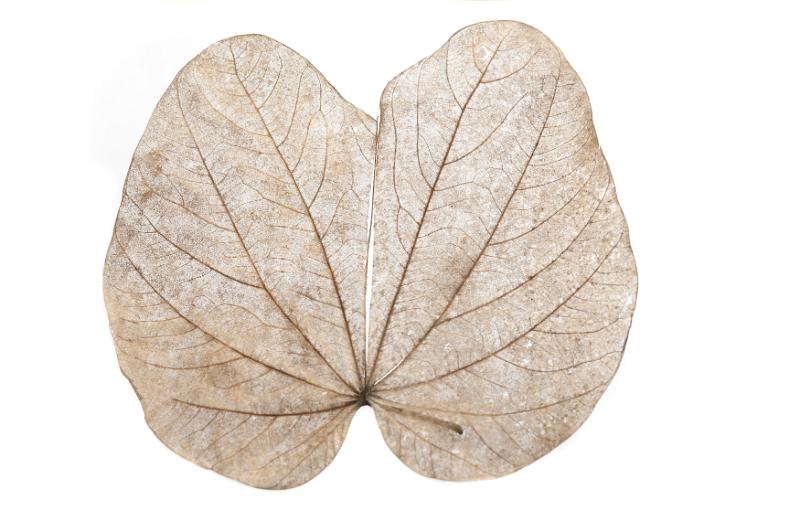 Free Stock Photo: a dried leaf isolated on white background