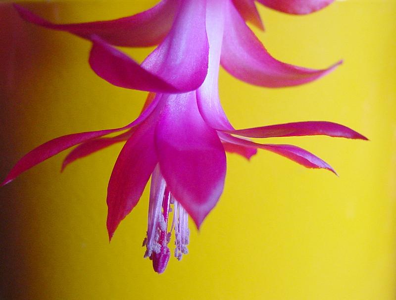Free Stock Photo: Close up of the petals and stamens of a pretty pink cactus flower over a yellow background