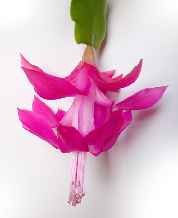 Free Stock Photo: a pink coloured christmas cactus flower on white background
