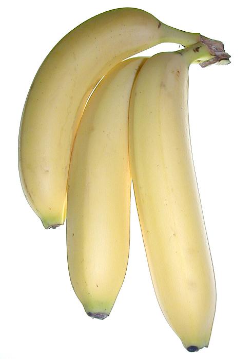 Free Stock Photo: Bunch of three healthy tasty looking fresh ripe bananas isolated on white