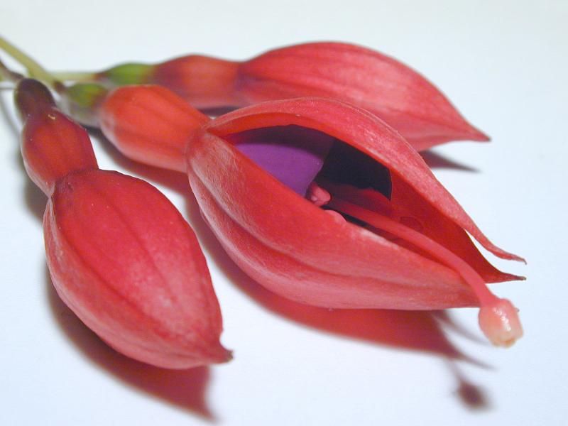 Free Stock Photo: Red and purple fuchsia flower with two buds lying on a white background at an oblique diagonal angle