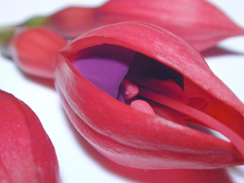 Free Stock Photo: Partially opened red and purple fuchsia flower lying on a white background in a close up view
