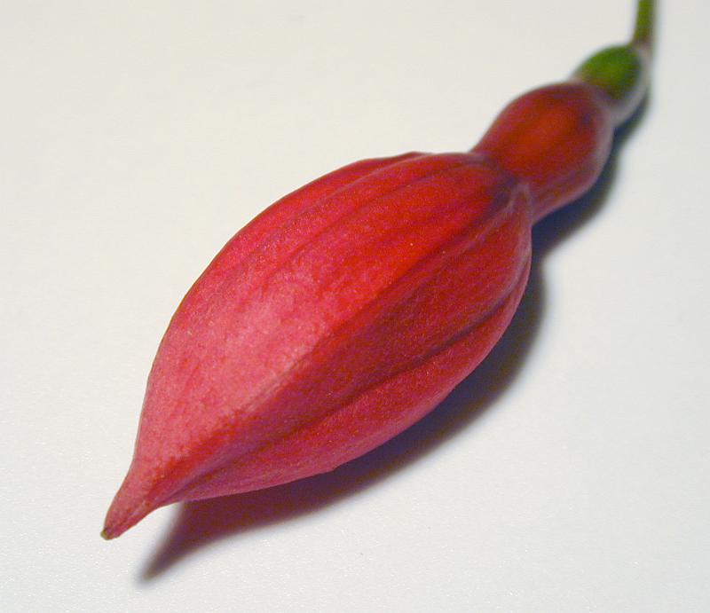 Free Stock Photo: Single unopened red bud of a fuchsia flower pointing diagonally towards the camera over a white background
