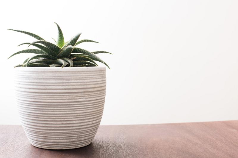 Free Stock Photo: Potted aloe plant in a decorative ridged white flowerpot on a table against a high key background with copy space