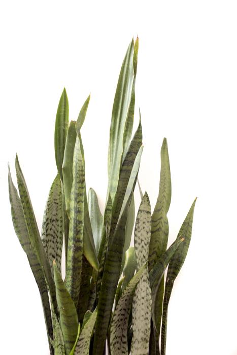 Free Stock Photo: Sword like leaves of Mother in Laws Tongue or Sansevieria isolated on a white background