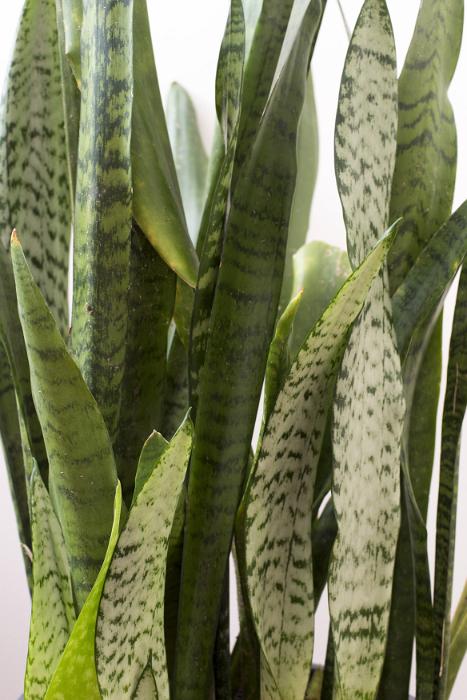 Free Stock Photo: Background detail of the variegated sword shaped leaves of a Mother in Laws tongue