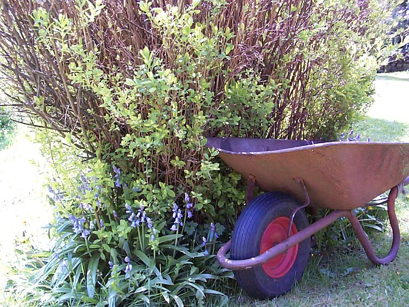 Free Stock Photo: Wheelbarrow outdoors in a sunny garden parked at the side of a flowerbed with shrubs on a grassy lawn