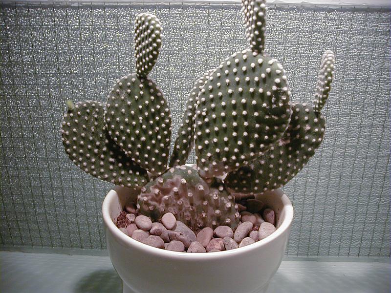 Free Stock Photo: Decorative spiny cactus growing in a flowerpot with ornamental pebbles in front of a grey mosaic wall