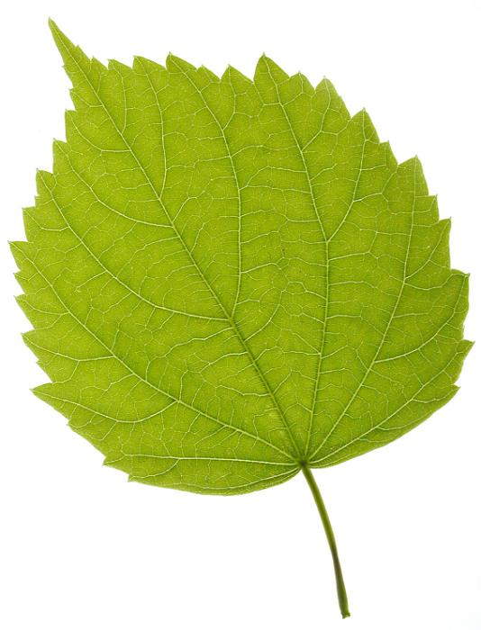 Free Stock Photo: Isolated fresh green leaf on a white background showing the structure of the leaf and veins