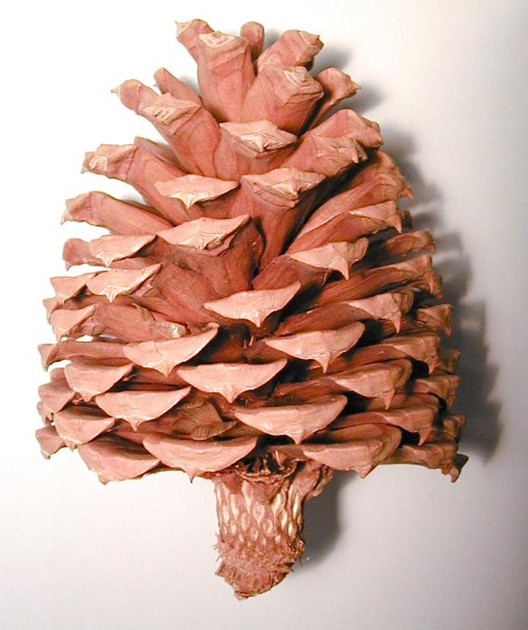 Free Stock Photo: Dried brown pine cone shaped rather like a Christmas tree, close up side view on white with shadow