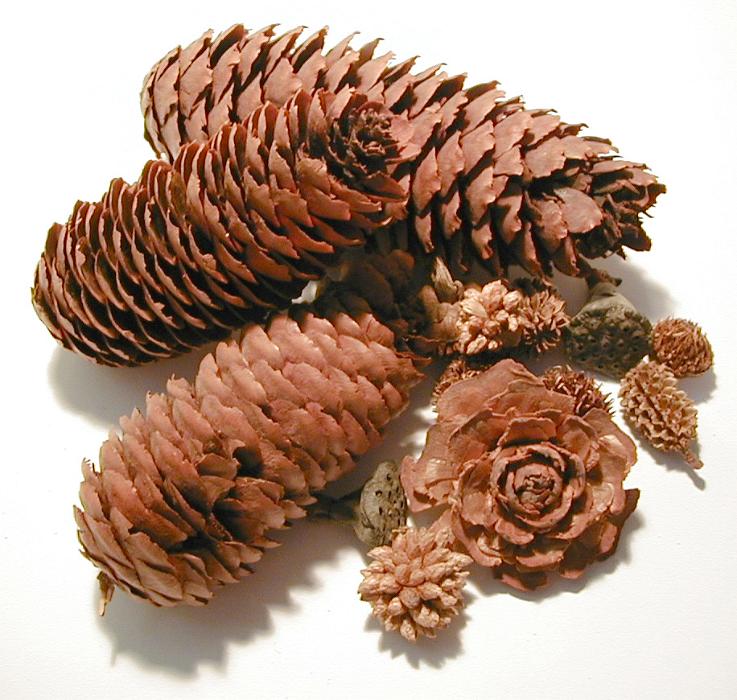 Free Stock Photo: Pile of assorted pine cones in different shapes and sizes from different species of tree on a white background