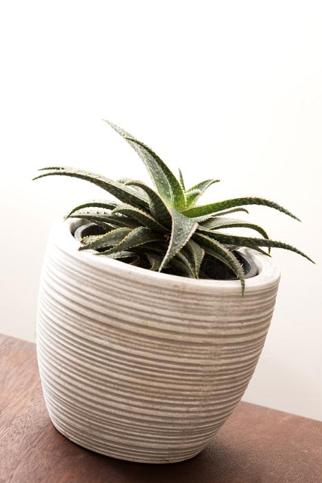 Free Stock Photo: Small potted plant with spiky variegated green leaves in a ribbed white flowerpot viewed at an angle on a wooden table indoors