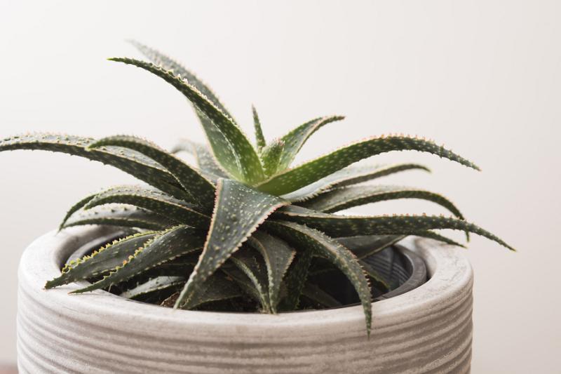 Free Stock Photo: Potted ornamental aloe plant with variegated toothed leaves in a close up side view on white