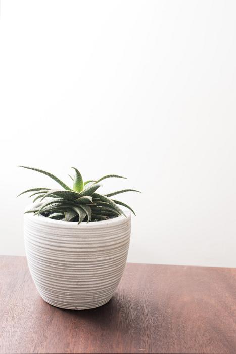 Free Stock Photo: Potted ornamental aloe plant in a ribbed flowerpot standing on a table indoors with copy space on the white wall