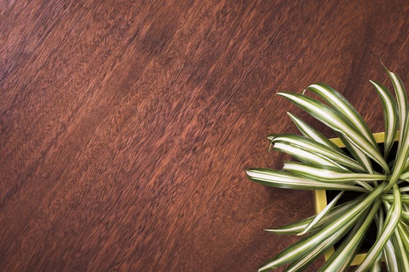 Free Stock Photo: Decorative leaves of a variegated potted ribbon plant arranged in the corner over a wooden background with copy space viewed from overhead