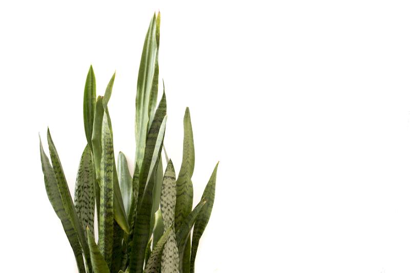Free Stock Photo: Snake Plant or Mother in Laws Tongue ornamental sword-shaped leaves isolated on white with copy space