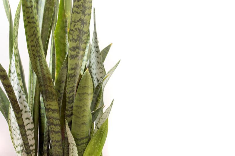 Free Stock Photo: Variegated sword like leaves of a Snake Plant or Sansevieria over a white background with copy space viewed close up