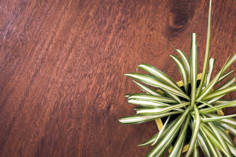 Free Stock Photo: overhead view of the leaves of a potted variegated spider plant on a wooden table with copy space
