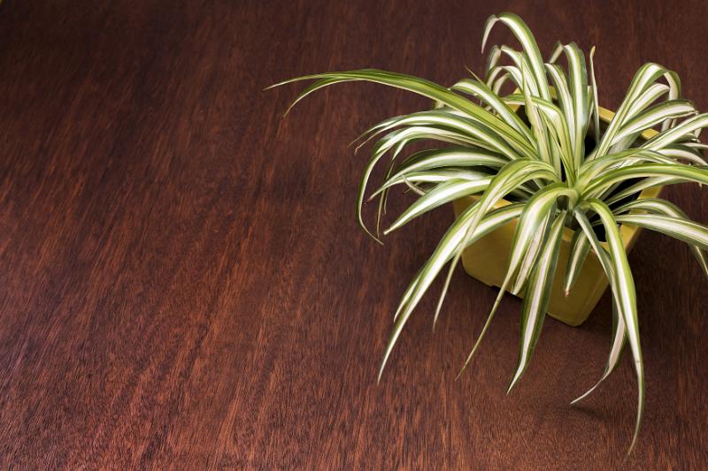 Free Stock Photo: Variegated green and white spider plant in a colorful yellow pot on a wooden table with copy space