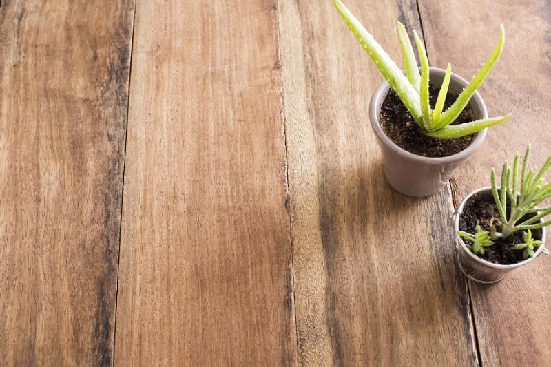 Free Stock Photo: Two potted succulents with copy space on a wooden table view high angle