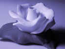 icingflower3847.jpg (366177 bytes)