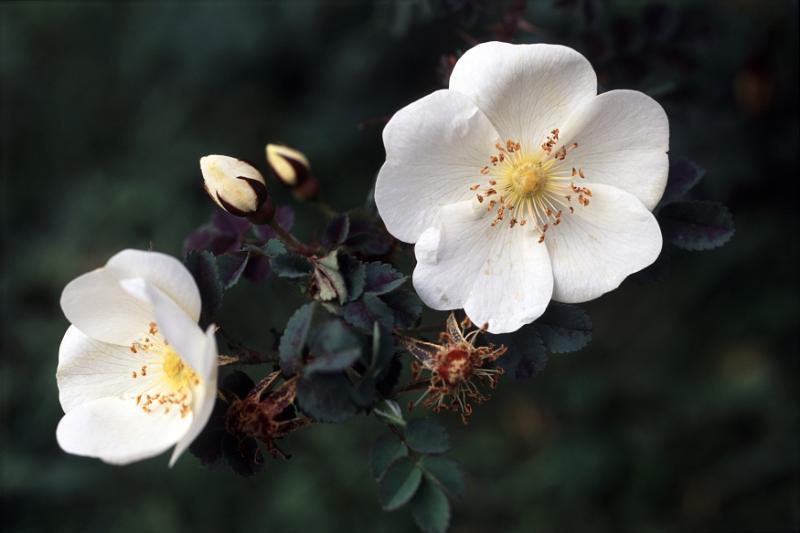 Free Stock Photo: Delicate white dog roses with buds growing on a bush over a dark background, close up view