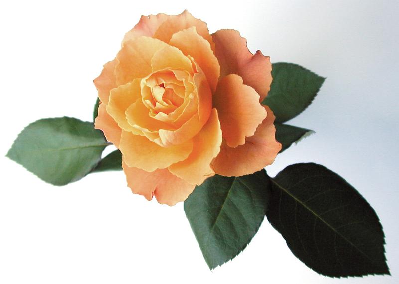 Free Stock Photo: Single beautiful delicate orange rose with fresh green leaves on a white background, symbolic of love and romance