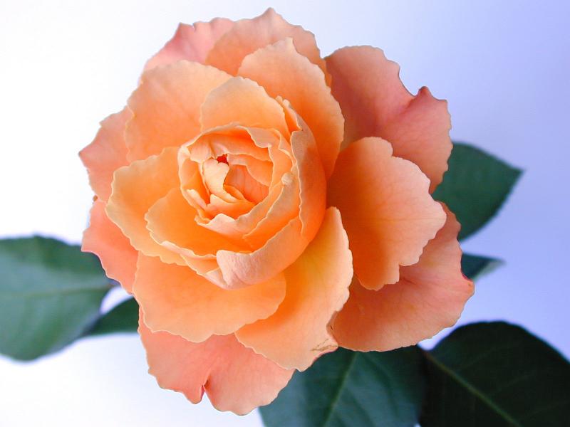 Free Stock Photo: Perfect fresh orange rose displayed with green leaves on a white studio background, high angle view of the petals