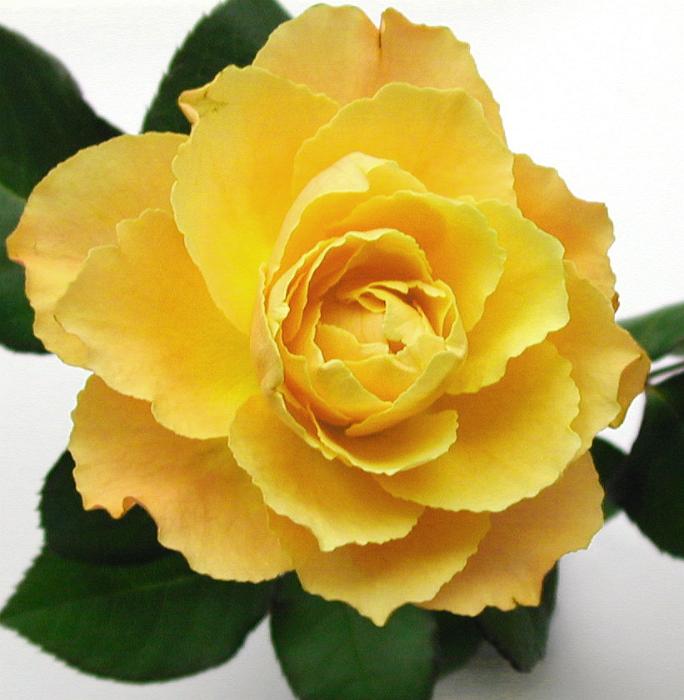 Free Stock Photo: Pretty fresh yellow rose closeup viewed from above with green leaves, symbolic of love and romance