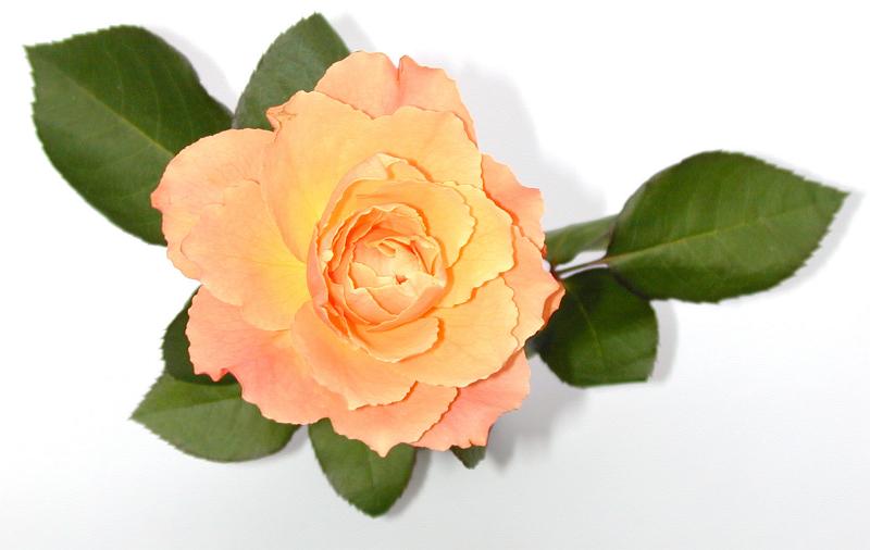 Free Stock Photo: High Angle View of Delicate Feminine Peach, Pink and Yellow Colored Rose Bloom with Green Leaves Isolated on White Background