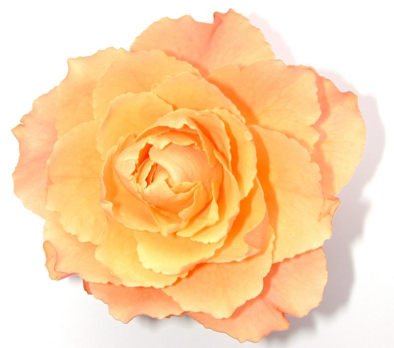 Free Stock Photo: Perfect single orange rose picked and placed on a white background, close up view for an anniversary or romantic theme
